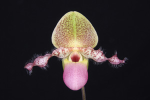 Paph. glaucophyllum var. moquetteanum Baker's Passion FCC